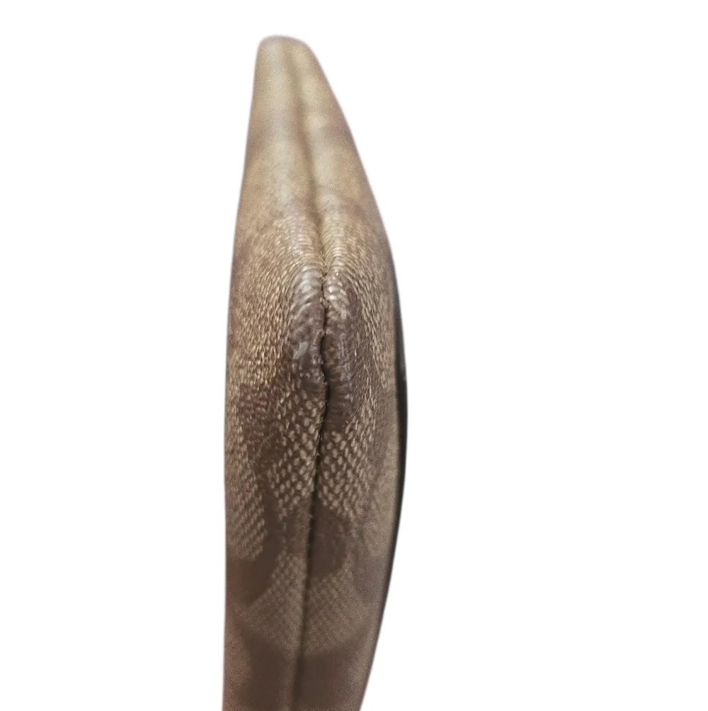 Coach Signature C And Burgundy Pocket Wristlet - Picture 3 of 5